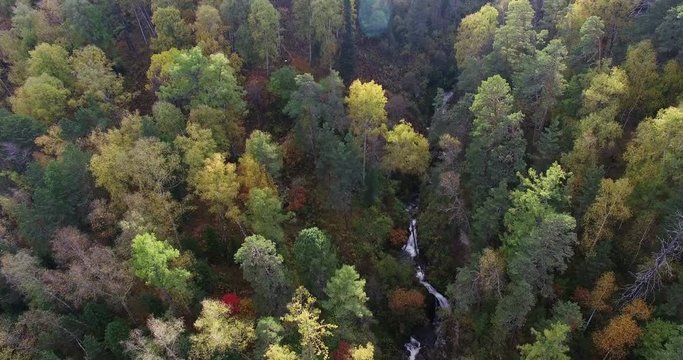 Aerial: Flying over the sunset autumn woods and forest stream