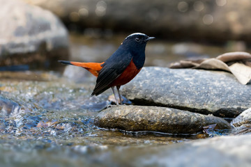 Bird habitat in a river. Colorful bird in black and brown feather White capped water redstart standing on rock in a river  with water bokeh background,side view.