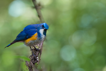 Charming bird in blue and yellow feathers. Himalayan bluetail  male bird perching alone on branch looking at photographer in highland forest,green bokeh blurred background.