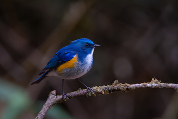 Charming bird in blue and yellow feathers. Himalayan bluetail  male bird perching alone on branch  in highland forest  blurred background,side view.