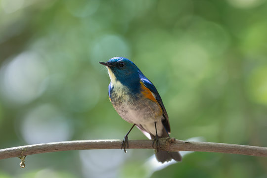 Charming bird in blue and yellow feathers. Himalayan bluetail  male bird perching alone on branch in highland forest green bokeh blurred background,front view.