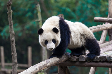 panda in chengdu