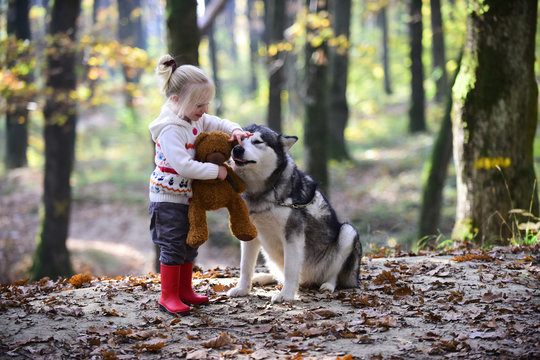 Girl play with husky and teddy bear on fresh air outdoor. Girl with dog in autumn forest