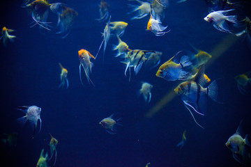 Naklejka na ściany i meble Beautiful Sea World. Sea fish at depth. Underwater world with corals and tropical fish. Underwater scene. Underwater world. Underwater life landscape. 