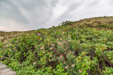 View to Kampen Dunes with Dog roses and Heahtland plants at Sylt / Germany