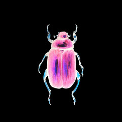 beetle with watercolour pattern