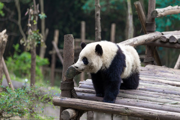 Fototapeta premium panda in chengdu