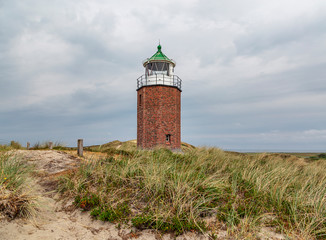 Fototapeta na wymiar Tall Reed Grass at Kampen Lighthouse at Sylt / Germany