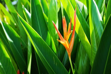 Bird of paradise flower with green leaf background