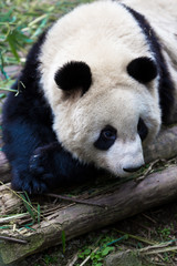 Fototapeta premium panda in chengdu