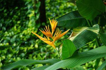 Bird of paradise flower with green leaf background