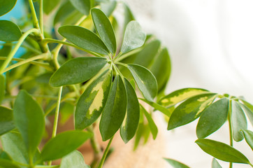 flowers on the windowsill, green flower