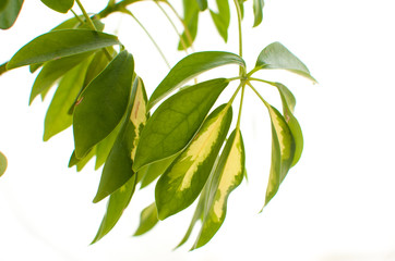 flowers on the windowsill, green flower