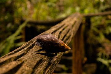 Dumagette, Negros, PHILIPPINES - Feb 06, 2018: snail.