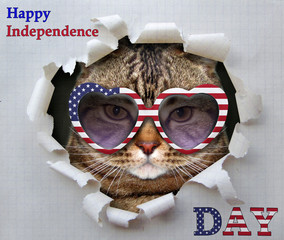 The cat in American sunglasses looks through a hole in a piece of paper.