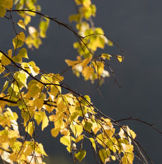Autumn leaves on tree