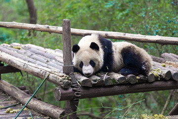 Fototapeta na wymiar panda in chengdu