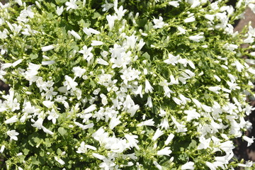 Weisse Polsterglockenblumen, Blumenteppich