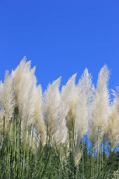 17 Best 西洋ススキ Images Stock Photos Vectors Adobe Stock