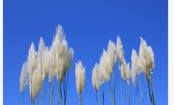 68 件の最適な 西洋ススキ 画像 ストック写真 ベクター Adobe Stock