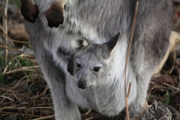 Obraz premium Mother Wallaby with it's baby Joey in it's pouch eating grass during a dry drought season on a farm in Tamworth, Rural Australia
