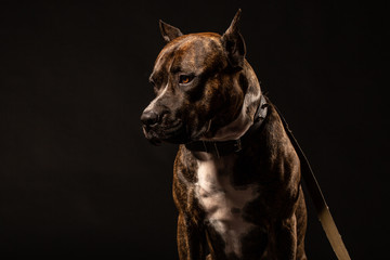 Attentive pit bull close up studio shot black background