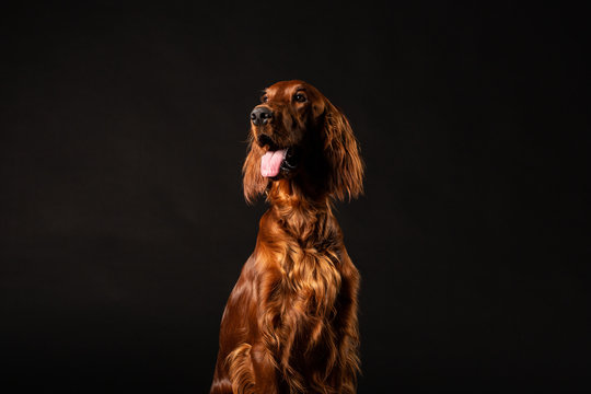 Irish Setter Dog Isolated On Black Background