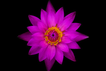 Top view purple lotus and yellow pollen, isolated on black background