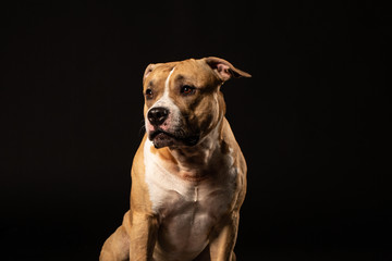 Fototapeta na wymiar Attentive pit bull close up studio shot black background