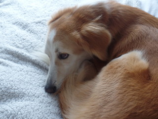 Brown and white Saluki mix desert dog curled up on a blanket