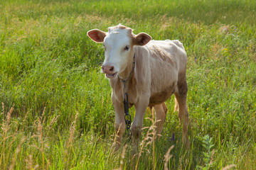 light bull in pasture in rural setting