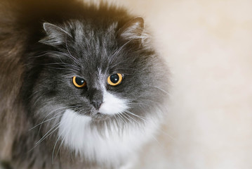Naklejka na ściany i meble Cute grey cat of sibir breed looking on camera