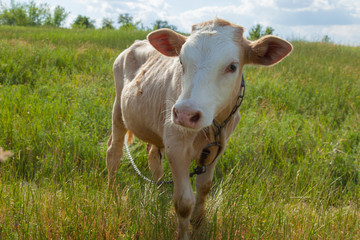 light bull in pasture in rural setting