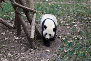 panda in chengdu