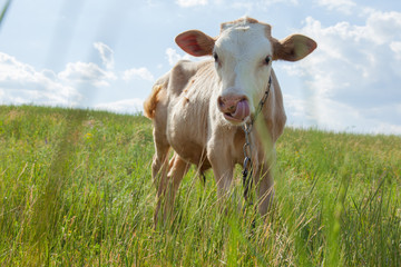 light bull in pasture in rural setting