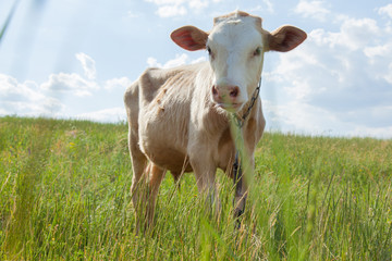 light bull in pasture in rural setting