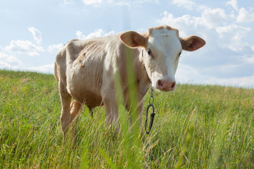 Fototapeta na wymiar light bull in pasture in rural setting