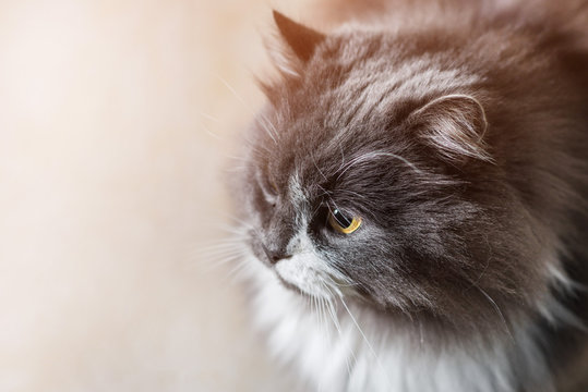 Cute grey cat of sibir breed looking on camera