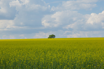 lonely tree on a background of a yellow field and white clouds on a blue sky