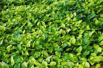 Epipremnum aureum vine plant, green leaf texture background