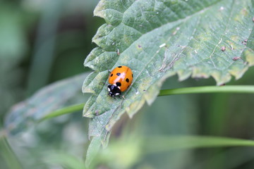 Coccinelle