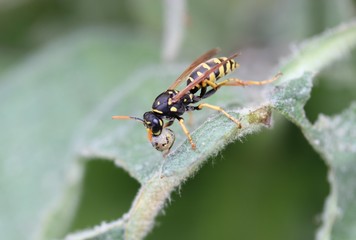 Fototapeta premium Guêpe en plein repas