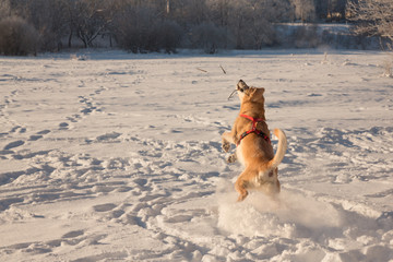 Dog playing in the snow on a Sunny day