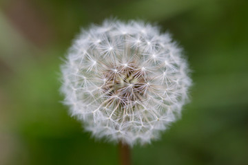 faded white dandelion bloom (taraxacum officinale)