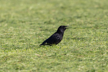 black carrion crow (Corvus corone) standing in green grassland