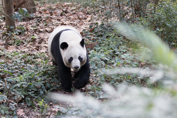 panda in chengdu