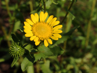Closeup image of Gumweed Grindelia in organic garden .Grindelia has a calming effect it effective in the natural treatment of asthma and bronchial conditions.