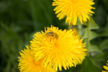 Die Biene auf dem Löwenzahn