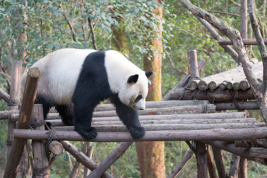 Fototapeta panda in chengdu
