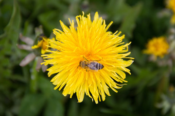 Die Biene auf dem Löwenzahn